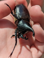 Xylotrupes australicus