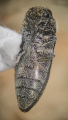 Acmaeodera neglecta