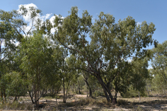 Eucalyptus persistens