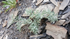 Astragalus australis