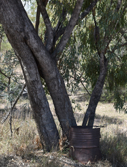 Eucalyptus persistens