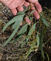 Eucalyptus persistens