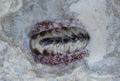 Acanthopleura granulata