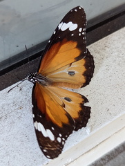 Danaus petilia