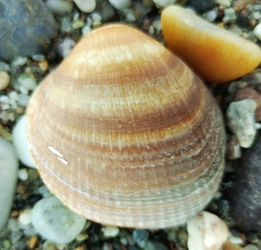 Glycymeris glycymeris