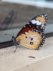 Danaus petilia