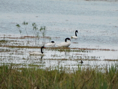 Cygnus melancoryphus