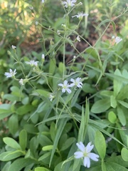 Pseudostellaria jamesiana