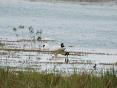 Cygnus melancoryphus