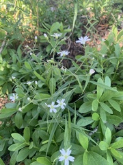 Pseudostellaria jamesiana