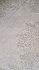 Clitocybe phyllophila