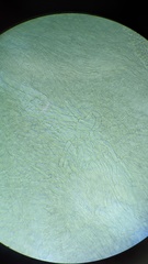 Clitocybe phyllophila