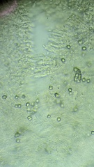 Clitocybe phyllophila