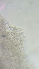 Clitocybe phyllophila