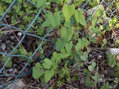 Aristolochia baetica
