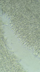 Clitocybe phyllophila