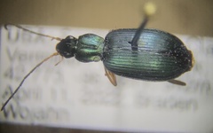 Agonum extensicolle