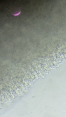 Clitocybe phyllophila