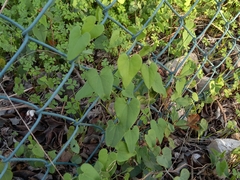 Aristolochia baetica