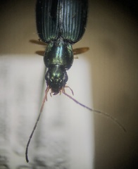 Agonum extensicolle