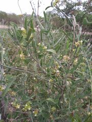 Araujia brachystephana