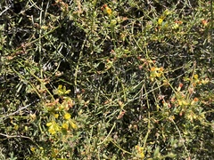 Acmispon junceus junceus