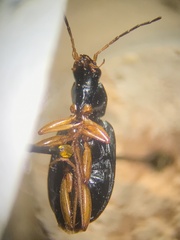 Agonum extensicolle