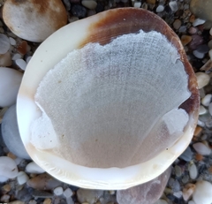 Glycymeris glycymeris