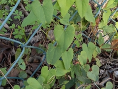 Aristolochia baetica