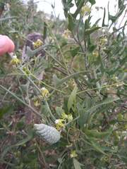 Araujia brachystephana