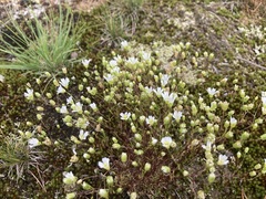 Mononeuria groenlandica