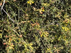 Acmispon junceus junceus