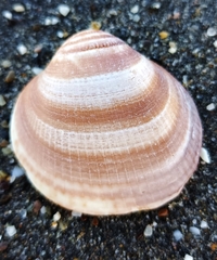Glycymeris glycymeris