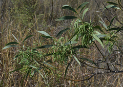 Acacia cowleana