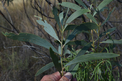 Acacia cowleana