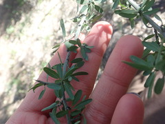 Rhamnaceae