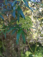Ozothamnus ferrugineus