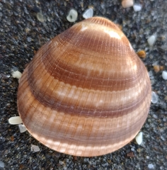 Glycymeris glycymeris