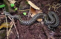 Vipera aspis zinnikeri