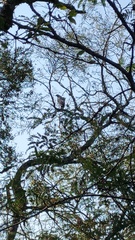 Geranospiza caerulescens