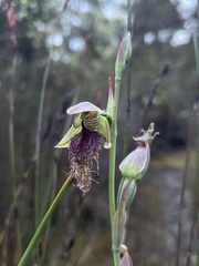 Calochilus