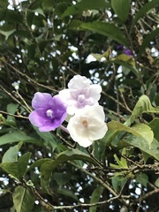 Brunfelsia