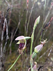 Calochilus