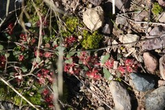 Euphorbia indivisa