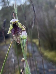 Calochilus