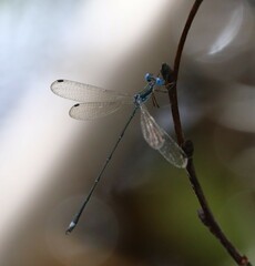 Lestes tenuatus