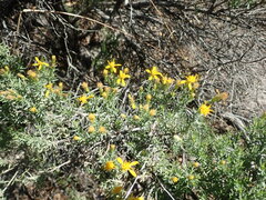 Ericameria laricifolia