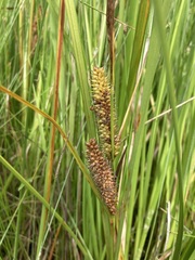Carex utriculata