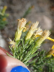 Ericameria laricifolia