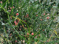 Ephedra tweedieana